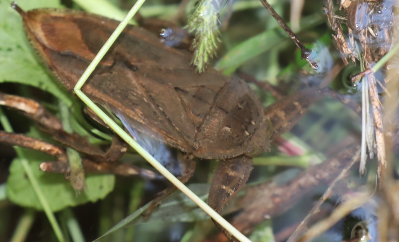 タガメ（アングル5）_タガメの里 タガメの命をつなぐ用水路_2022年9月29日13時20分頃_気温29度